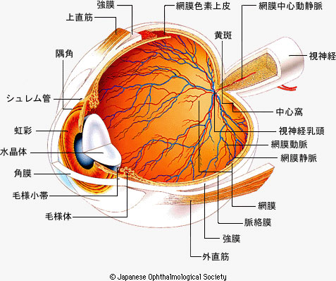 正常眼の構造