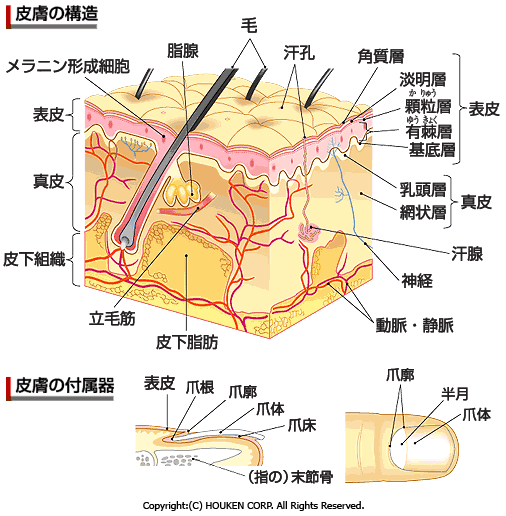 畆̍\